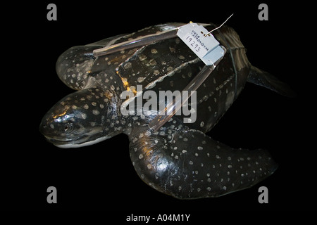 Diorama di liuto Sea Turtle Dermochelys coriacea con un sistema di localizzazione via satellite trasmettitore Juno Beach Florida Foto Stock