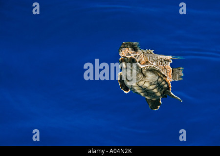 Tartarughe marine, hatchling Caretta caretta, in acque aperte, Sargasso Mare del Nord Oceano Atlantico Foto Stock