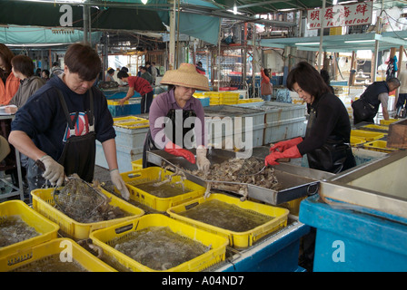 Dh Mercato del Pesce ABERDEEN HONG KONG le donne cinesi e uomo grading piatti a base di frutti di mare freschi scampi Foto Stock