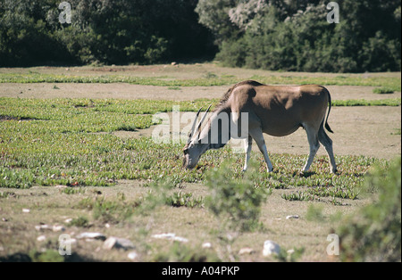 Cape Eland pascolo a De Hoop Riserva Nazionale di Cape Overberg Sud Africa Foto Stock