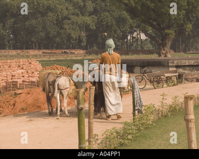 SARNATH Uttar Pradesh India Novembre asini che trasportano le macerie nelle gerle con il loro gestore indiano ripristinando i monumenti Foto Stock