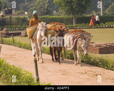 SARNATH Uttar Pradesh India Novembre asini che trasportano le macerie nelle gerle con il loro gestore indiano ripristinando i monumenti Foto Stock