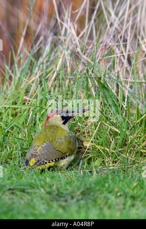 Picchio verde Picus viridis alla ricerca di cibo tra erba lunga potton bedfordshire Foto Stock