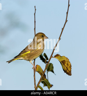 Verdone Carduelis chloris arroccato su ramoscelli tra le foglie autunnali cercando avviso con cielo blu di sfondo bedfordshir potton Foto Stock