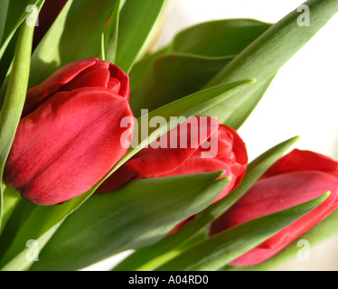 Tre rossi tulip fiori contro uno sfondo bianco Foto Stock