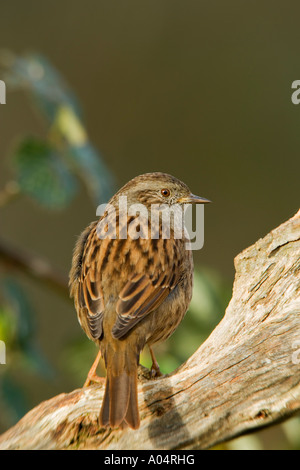 Dunnock Prunella modularis appollaiato sul ramo laterale cercando modi potton bedfordshire Foto Stock