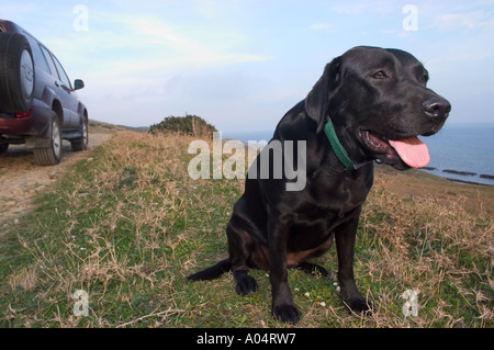 Un amichevole cercando cane in appoggio le sue ossa in campagna. Foto Stock