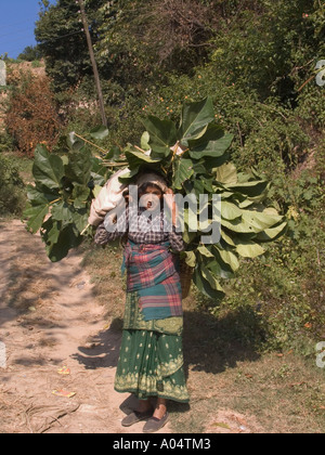 DHULIKHEL VALLEY NEPAL novembre una donna Nepalese che trasportano le foglie che ha raccolto per la nutrizione degli animali in un cesto sulla schiena Foto Stock