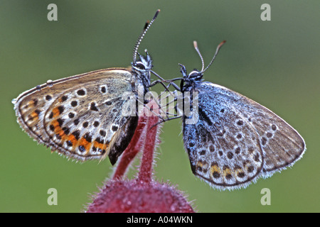 Argento-Blu chiodati (Plebejus argus) sinistro und comune (blu Polyommatus icarus) destra sul fiore Foto Stock