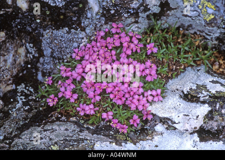 Cuscino Rosa, Moss Campion (Silene acaulis) fioritura delle piante Foto Stock