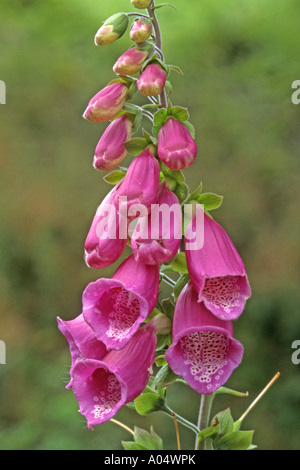 Foxglove comune (Digitalis purpurea) fioritura delle piante Foto Stock