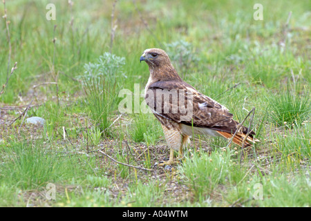 Red tailed poiana, Red tailed Hawk (Buteo jamaicensis) stando a terra Foto Stock