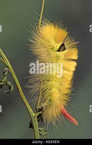 Pale Tussock, coda rossa di Tarma (Dasychira pudibunda, Calliteara pudibunda) caterpillar Foto Stock