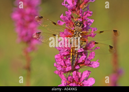 Quattro-spotted Chaser (Libellula quadrimaculata) sul fiore Foto Stock