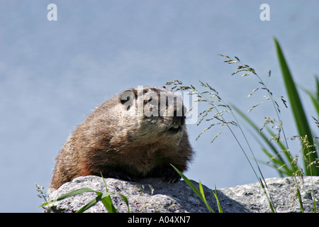 Marmotta Close up Québec Canada Foto Stock