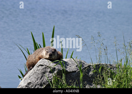 Marmotta Close up Québec Canada Foto Stock