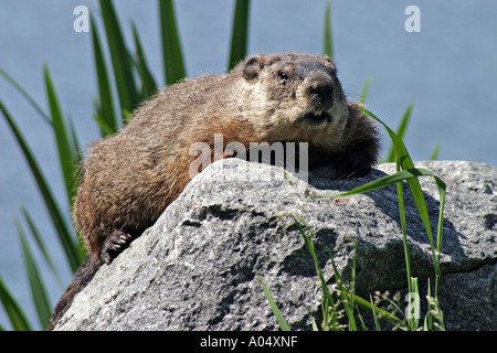 Marmotta Close up Québec Canada Foto Stock