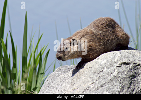 Marmotta Close up Québec Canada Foto Stock