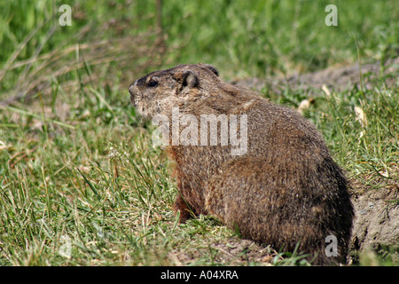 Marmotta Close up Québec Canada Foto Stock