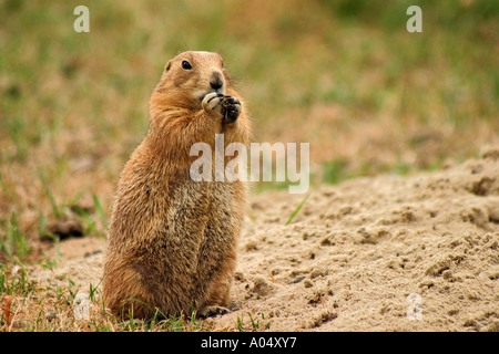 Marmotta Close up Québec Canada Foto Stock