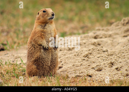 Marmotta Close up Québec Canada Foto Stock