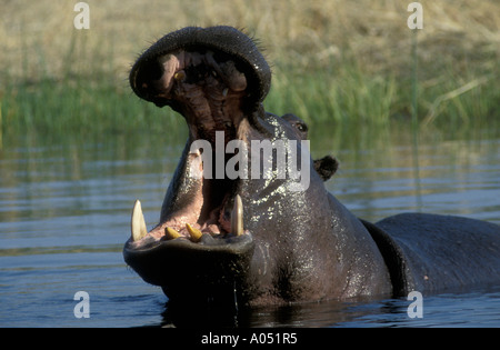 Hippo sbadigliare mentre wallowing in un pool Moremi Game Reserve Botswana Foto Stock