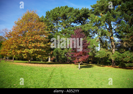 Clyne Giardini in autunno Foto Stock