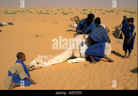 Il Tuareg il caricamento delle compresse di sale su un cammello nel loro caravan , grande Sahara Mali. Foto Stock