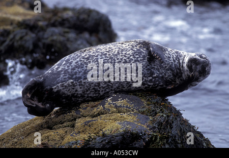 Guarnizione con cappuccio, Cystophora cristata, femmina penisola Vatnses Islanda. Foto Stock