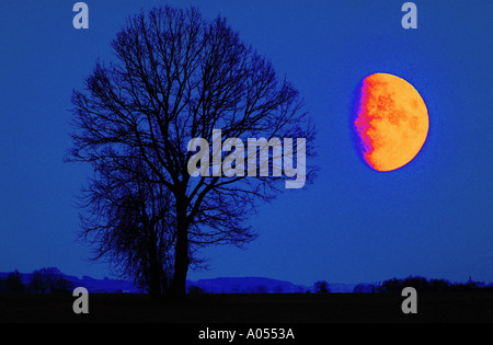 Albero nel tardo autunno senza foglie di quercia sfrondato oaktree luna cielo blu notte al chiaro di luna Foto Stock