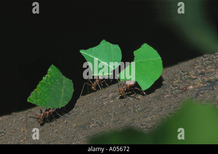 Tre Leafcutter formiche trasportare lascia indietro alla loro casa comunale nella giungla, Costa Rica Foto Stock