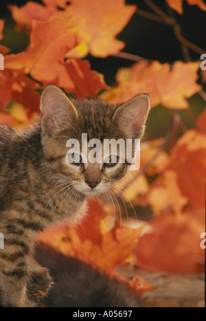 Carino spogliato grigio tabby gattino in piedi di fronte a orange caduta foglie di acero, midwest USA Foto Stock