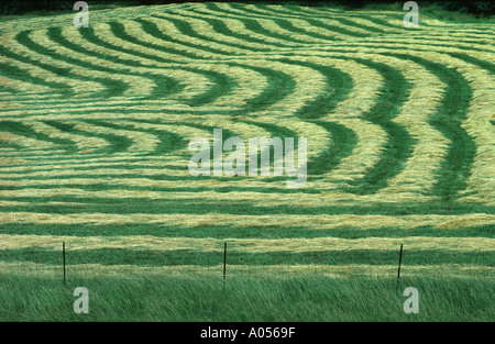 Una celebrazione di agricoltura: appena falciata hayfield forme modelli di curvatura in tarda estate, Midwest USA Foto Stock