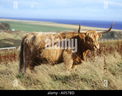 Dh Highland mucca pazza animale mucca Highland sulla collina sopra Dunbeath Foto Stock