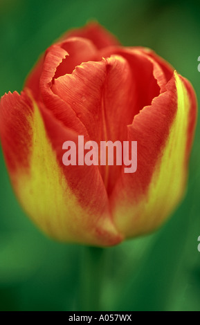 Tulipa 'Pagina Polka" Foto Stock