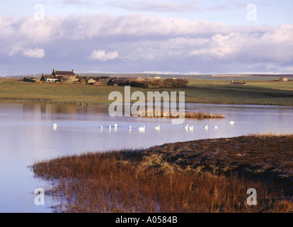 Dh Loch di STENNESS Harray ORKNEY Gregge di cigni riserva naturale e fattoria Foto Stock