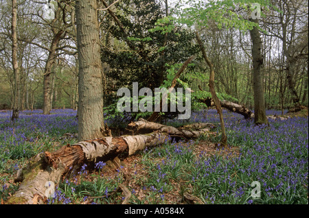 Bluebells fioritura nel bosco di Surrey, Inghilterra, Regno Unito Foto Stock