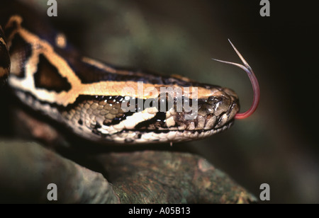 Un pitone birmano (Python molurus bivittatus) snifs l'aria, nella foresta in una zona rurale di Hong Kong, Cina. Foto Stock