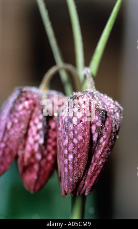 Close up ricoperta dalla rugiada testa di serpenti fritillary Fritillaria meleagris fiori Foto Stock
