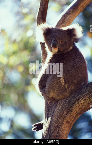 Riserva Naturale di Ballarat, Koala nella struttura ad albero, Giorno Foto Stock