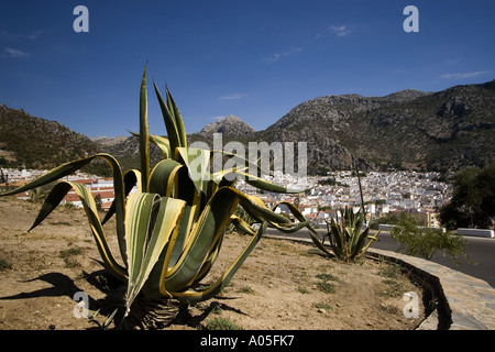 Spagna Andalusia pueblo blanco Grazalema Foto Stock