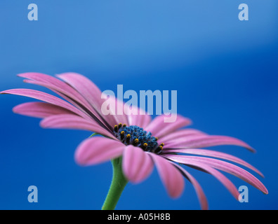 OSTEOSPERMUM LUCE VIOLA OSJOTIS o africano Daisy close up di un fiore rosa in vista laterale contro sfondo blu Foto Stock