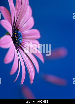 OSTEOSPERMUM LUCE VIOLA OSJOTIS Close up lato del fiore rosa back lit sfondo blu con tre 3 petali caduti Foto Stock
