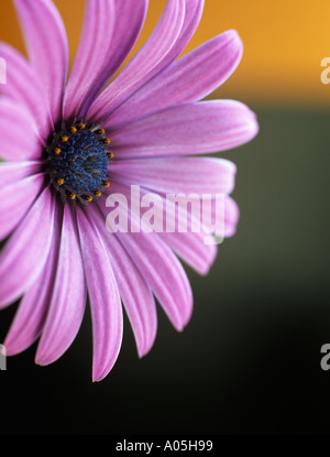 OSTEOSPERMUM LUCE VIOLA OSJOTIS Close up lato del fiore rosa focalizzata sul centro contro di colore arancione e grigio Foto Stock