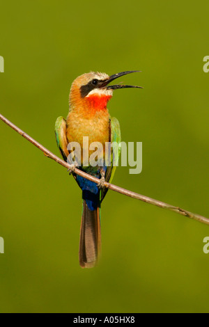 Con facciata bianca Bee Eater. Merops bullockoides, Kruger Park, Sud Africa Foto Stock