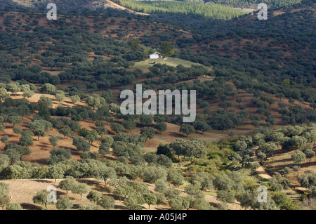 Foresta torre di vigilanza a Sierra de Hornachuelos parco naturale in provincia di Cordoba Andalusia Spagna Foto Stock