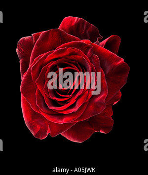 Un singolo di velluto rosso rosa su sfondo nero Foto Stock