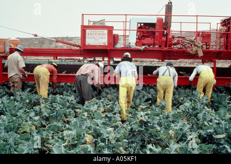 Vista di sei lavoratori a piedi dietro un pezzo di attrezzature agricole la raccolta di broccoli in Salinas California Foto Stock