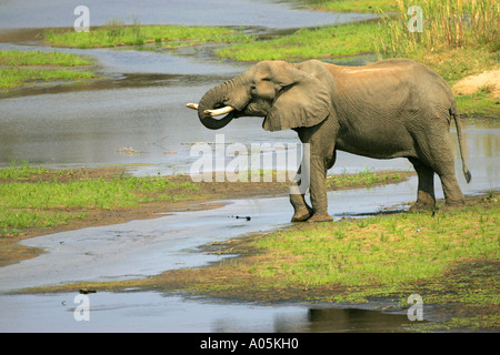 Maschio di elefante africano di bere da un fiume, Parco di Kruger, Sud Africa Foto Stock