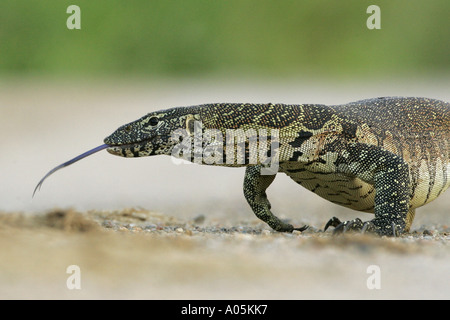 Monitor del Nilo, acqua leguaan. Varanus niloticus. Il Kruger Park, Sud Africa Foto Stock